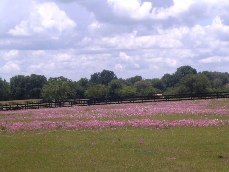 Pink Flowers In Pasture At Glen Hill Farm