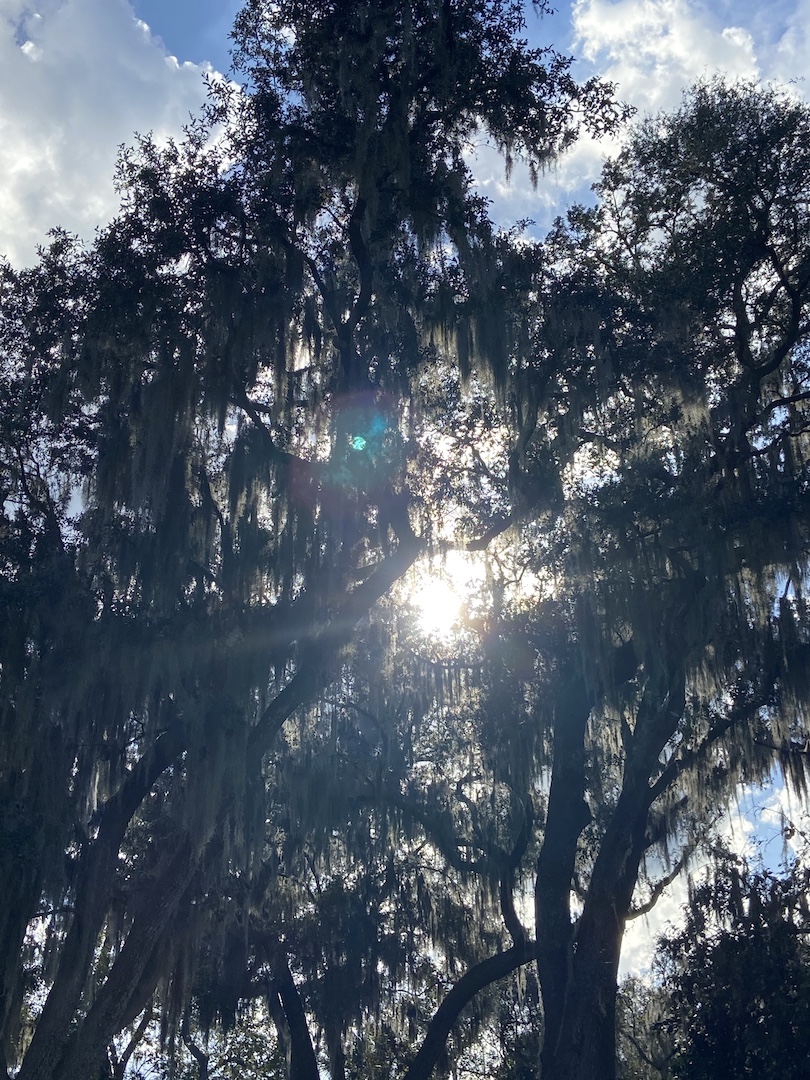 Sun Peaking Through Trees In Belleview
