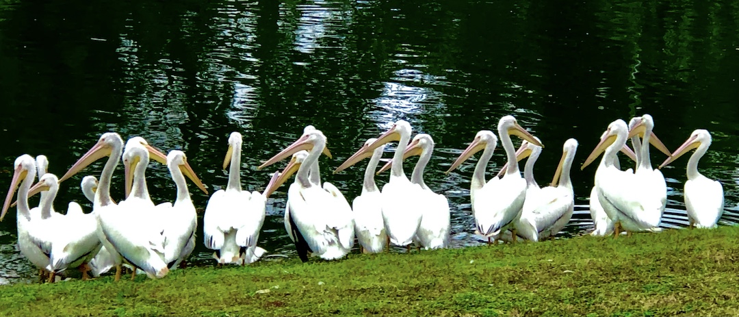White Pelicans Return To Ocala