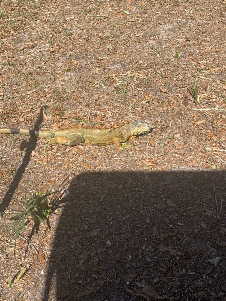 5-Foot Long Iguana Sunning