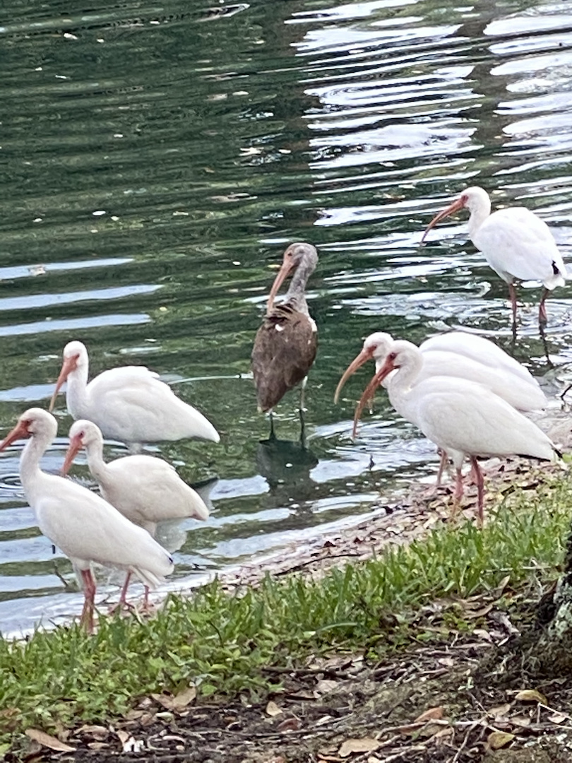 Florida Birds Enjoying Fountain At Highlands At Heathbrook In Ocala