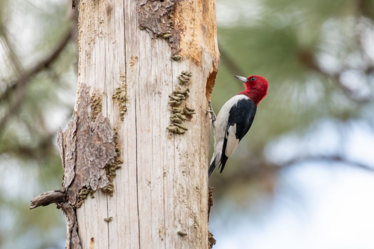 Red-Headed Woodpecker At Coehadjoe Park
