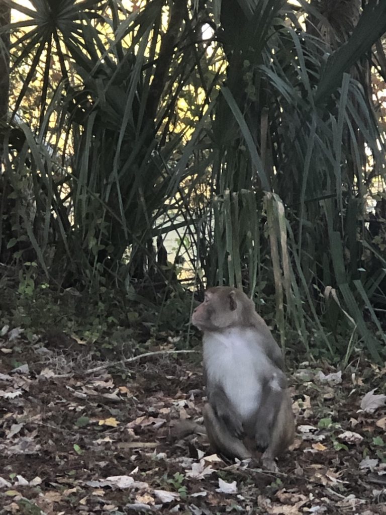Rhesus Macaque Monkey At Silver Springs State Park