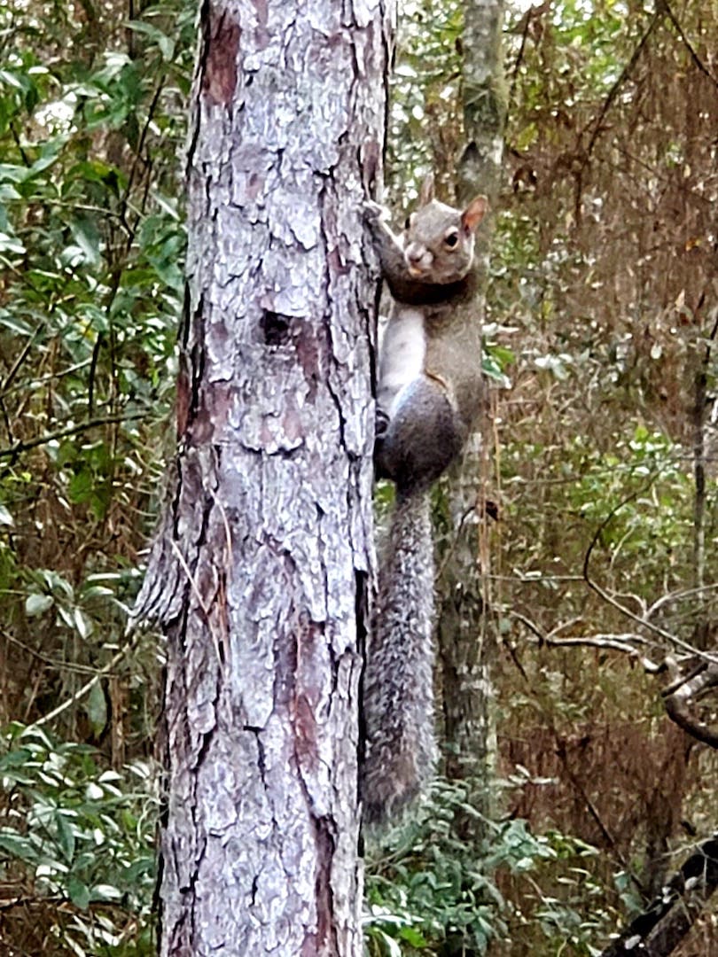 Squirrel On Alert In Highlands Of Dunnellon