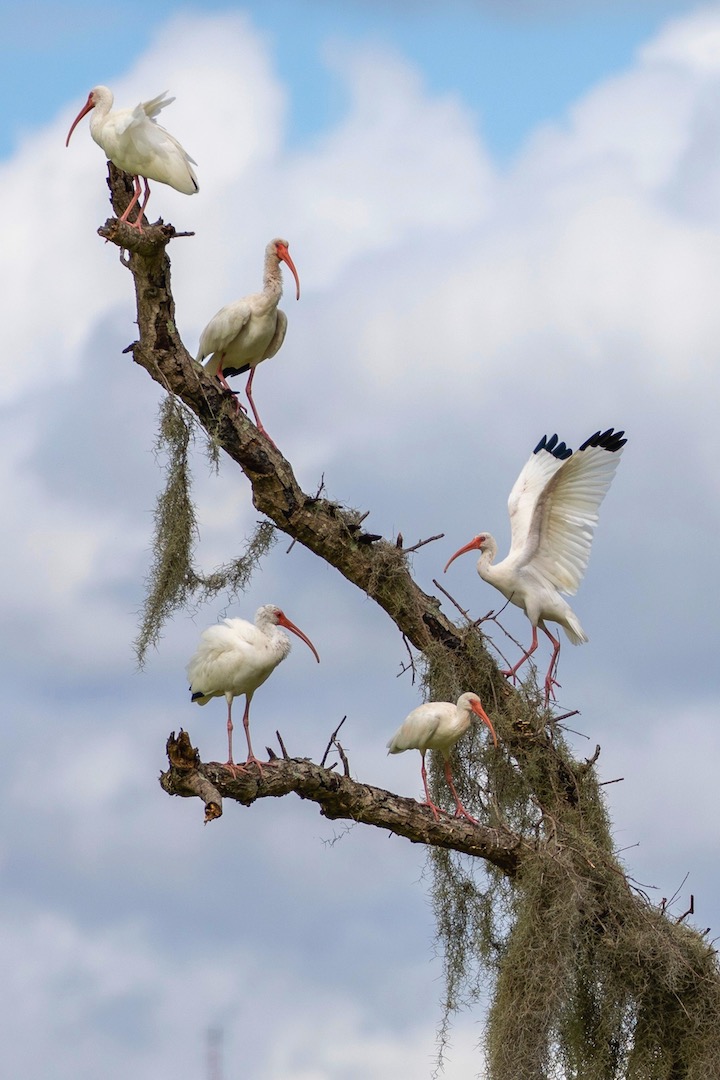 White Ibises In A Tree At Ocala Wetland Recharge Park