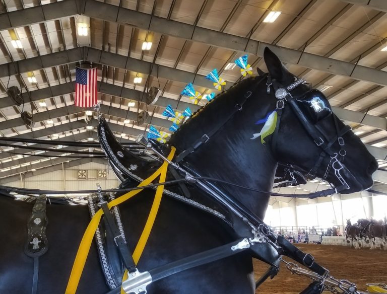 Beautiful Adorned Draft Horse At Grandview Invitational 2021 In Ocala