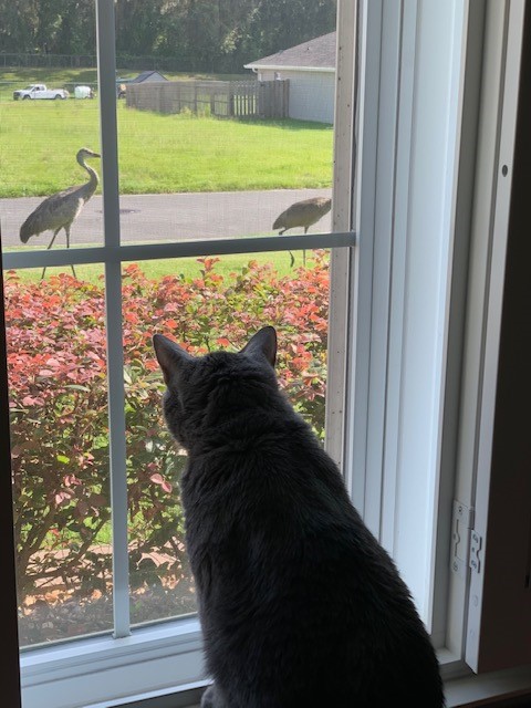 Cat Watching Great Blue Herons From Window Of Belleview Home