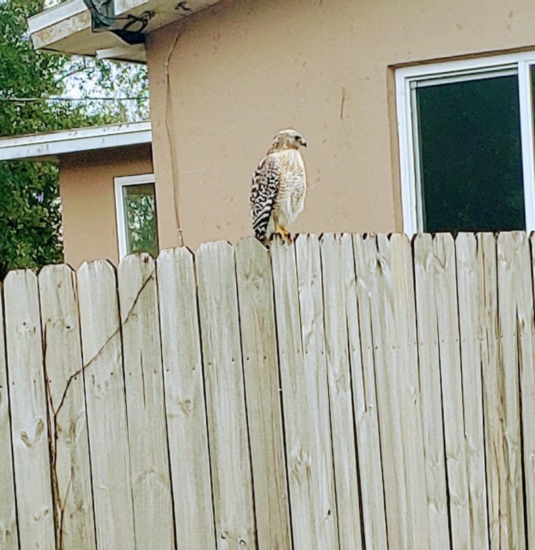 Hawk Sitting On Fence