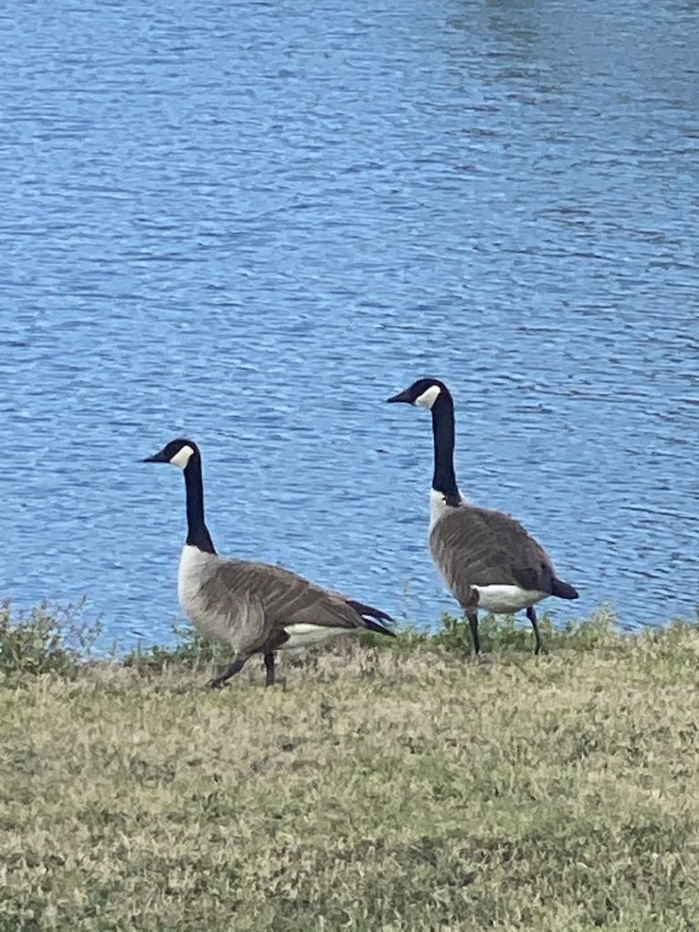 Pair Of Canadian Geese Enjoying The Florida Sun At Winding Oaks Farm