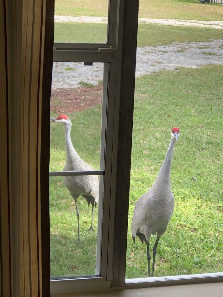 Pair Of Sandhill Cranes Outside A Home In Belleview