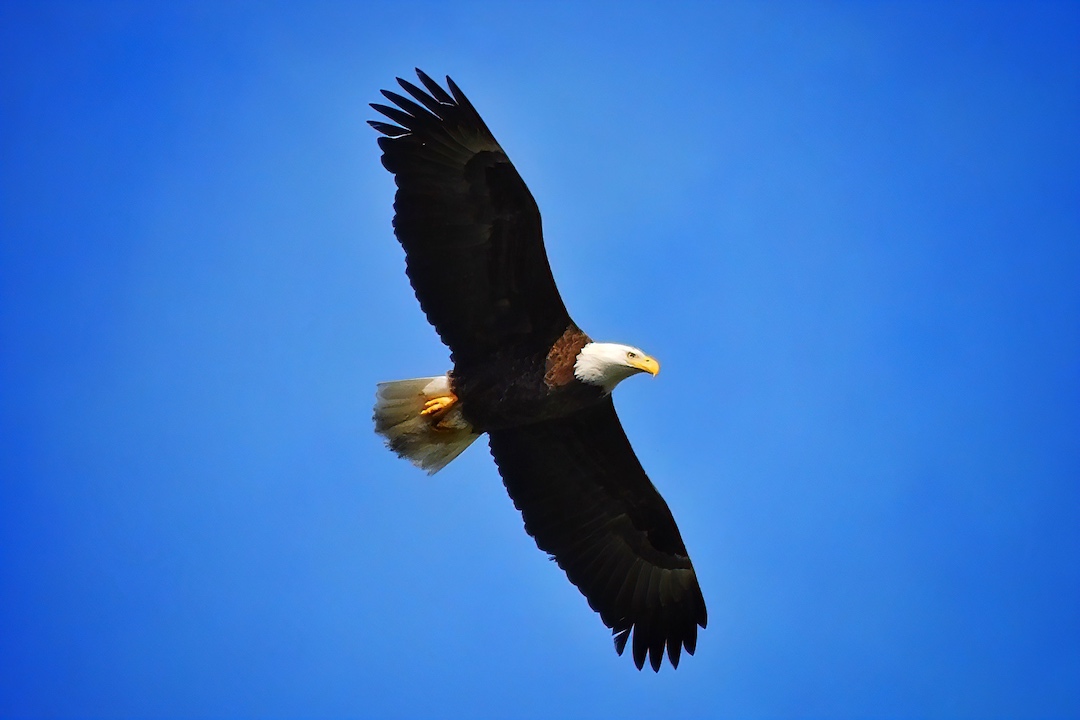 Soaring Bald Eagle Above Tuscawilla Park