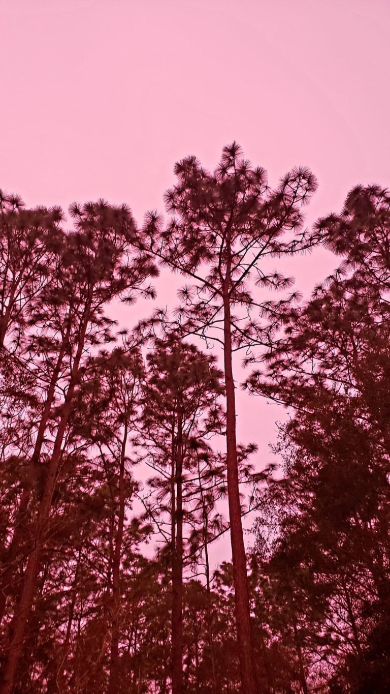 Tall Pines Against Red Skies In Dunnellon