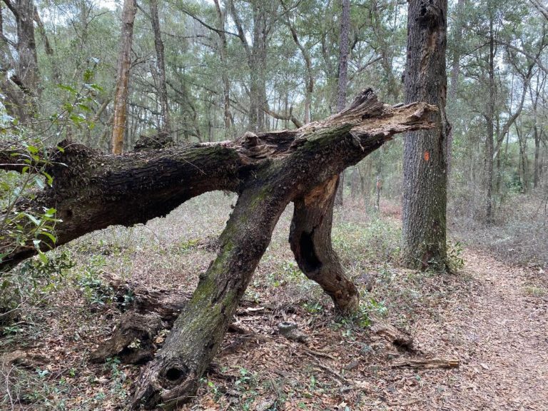 'Tree Monster' On Santos Trail To Land Bridge