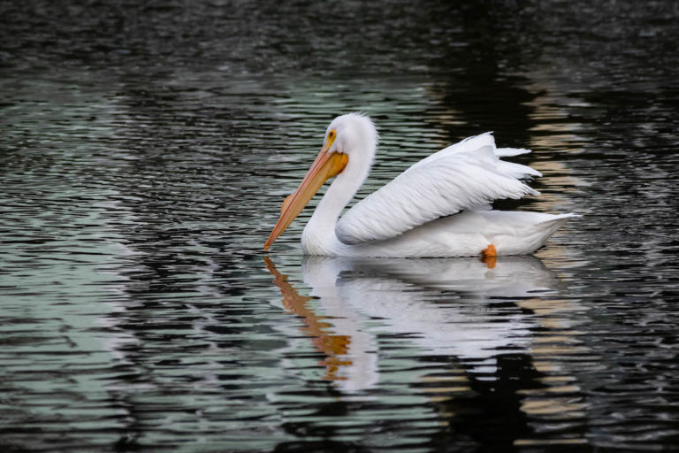 White Pelican At Tuscawilla Park