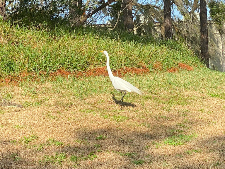 Why Did The Egret Cross The Road? To Get To The Paddock Mall