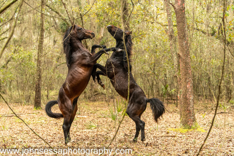 Wild Horses Playing On The Bolen Bluff Trail In Gainesville