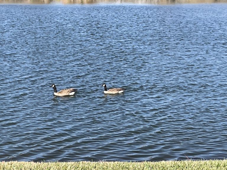 Canadian Geese On Lake Sparkle At Silver Springs Shores