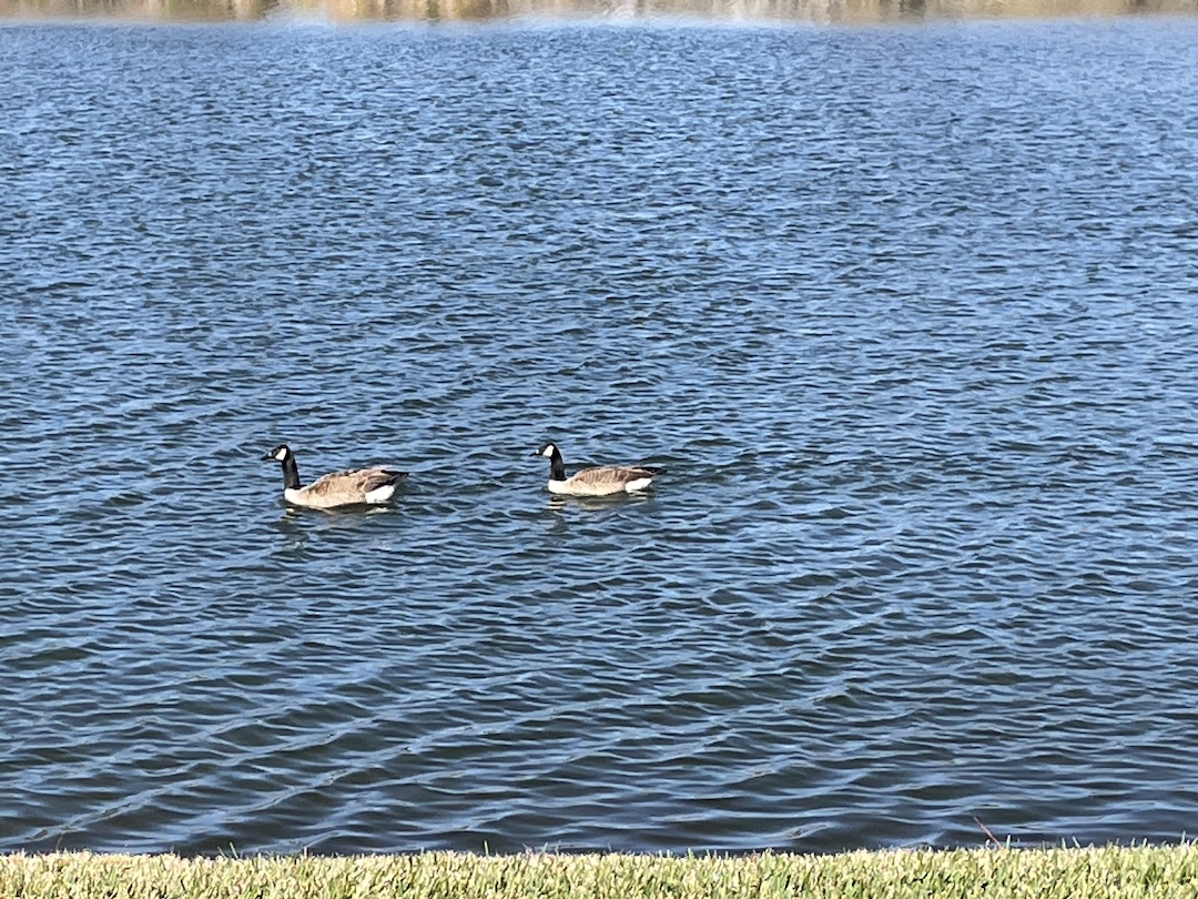 Canadian Geese On Lake Sparkle At Silver Springs Shores