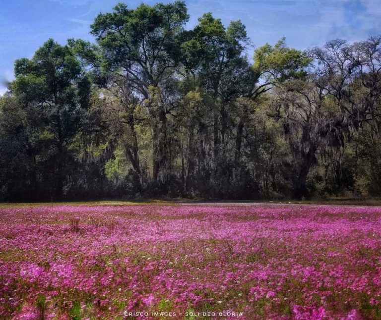 Patch Of Purple Flowers Off Route 200 In Ocala