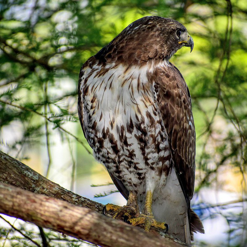 Hawk In Tree In Tuscawilla Park