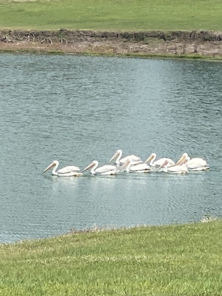 Pelicans On The Pond At Winding Oaks Farm In Ocala