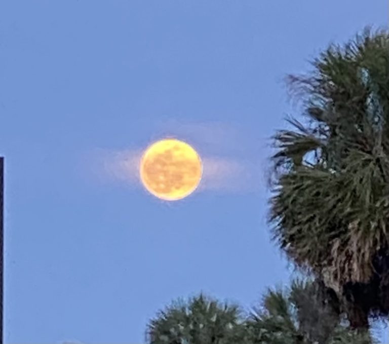 Pink Moon In The Night Sky