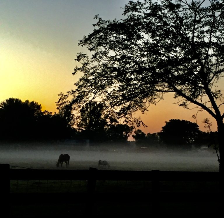 Sunrise Over A Foggy Field In Summerfield