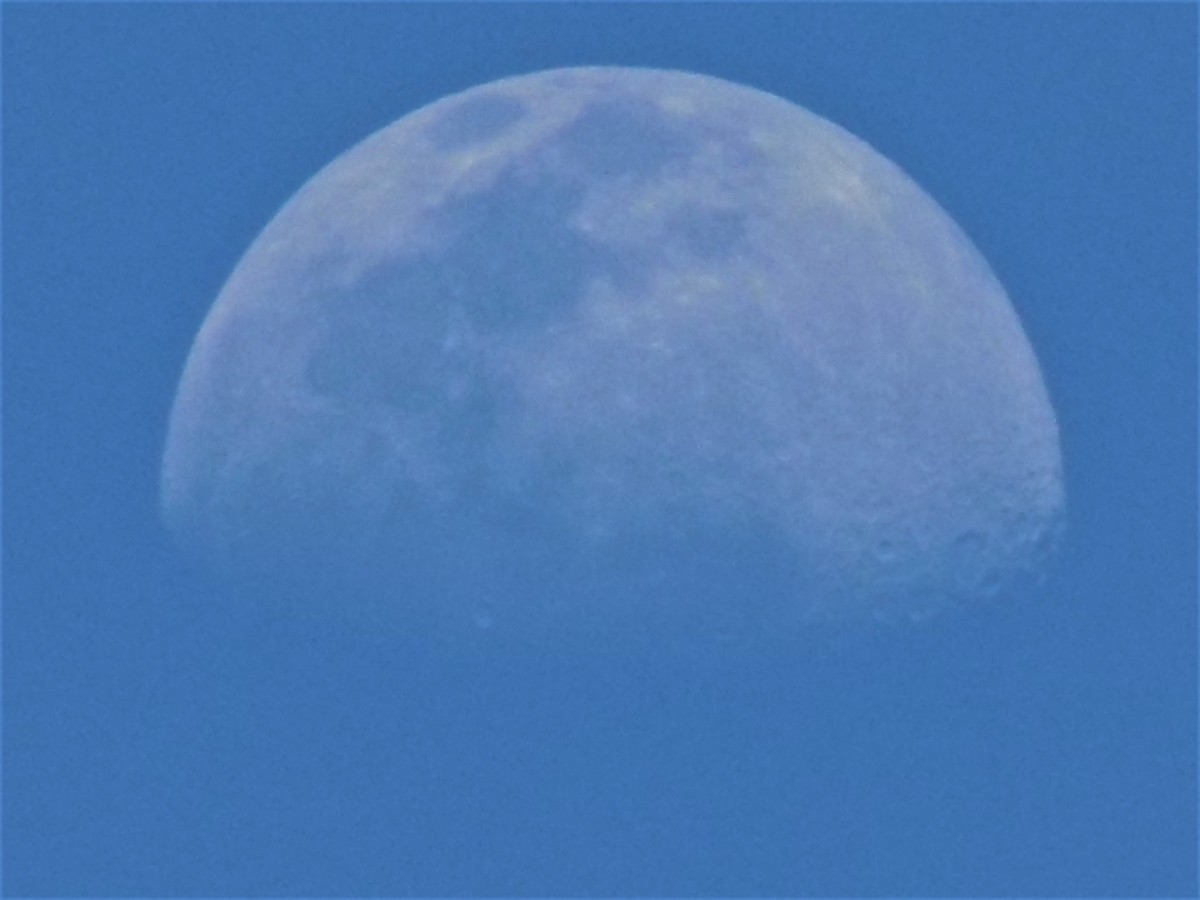 Afternoon Moon Over Marion Oaks