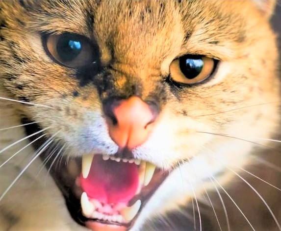 Aggressive cat photo featured image