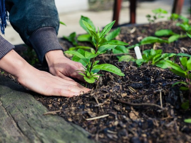 Hands planting in garden