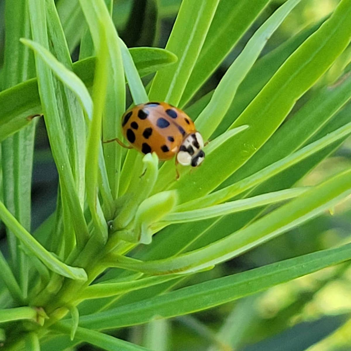 Ladybug In Ocala Shrub