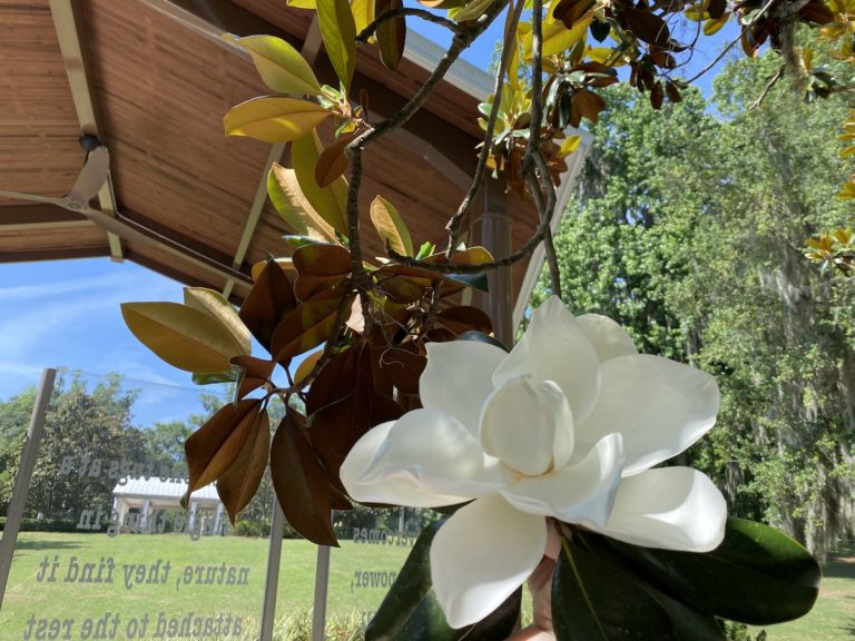 Magnolia In Bloom In Sholom Park