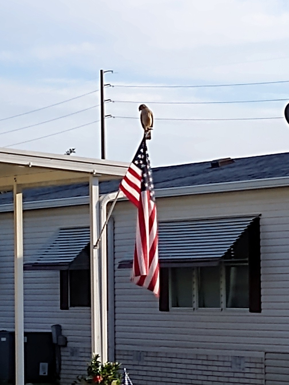 Patriotic Falcon In Ocala