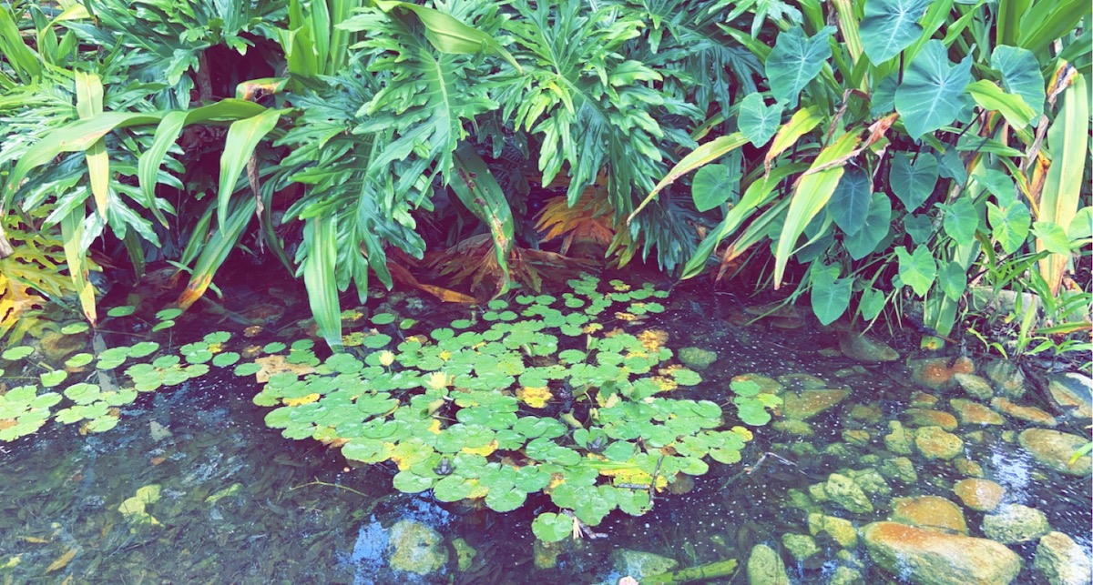 Small Pond At Sholom Park