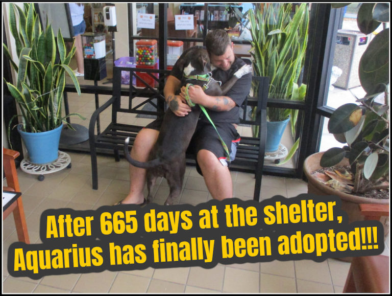 Aquarius adopted from Marion County Animal Services