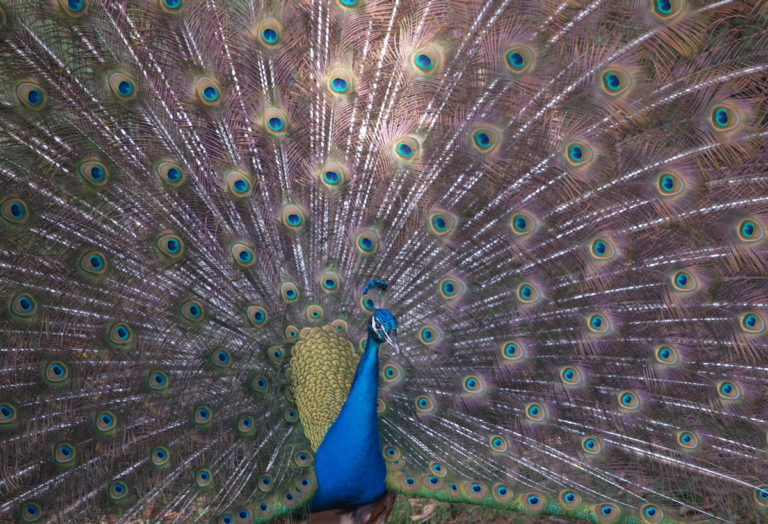 Beautiful Peacock At Lambholm South