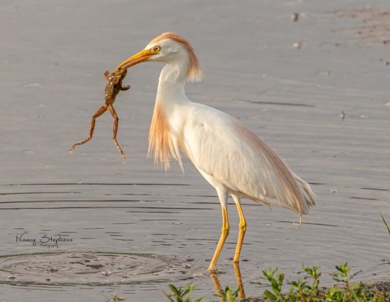 Cattle Egret Catching A Toad