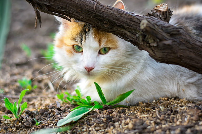 ‘Working Whiskers’ pairs feral cats with adopters looking for extermination solutions