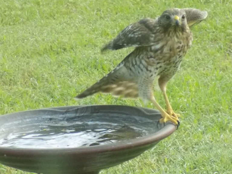 Hawk In Bird Bath In Marion Oaks