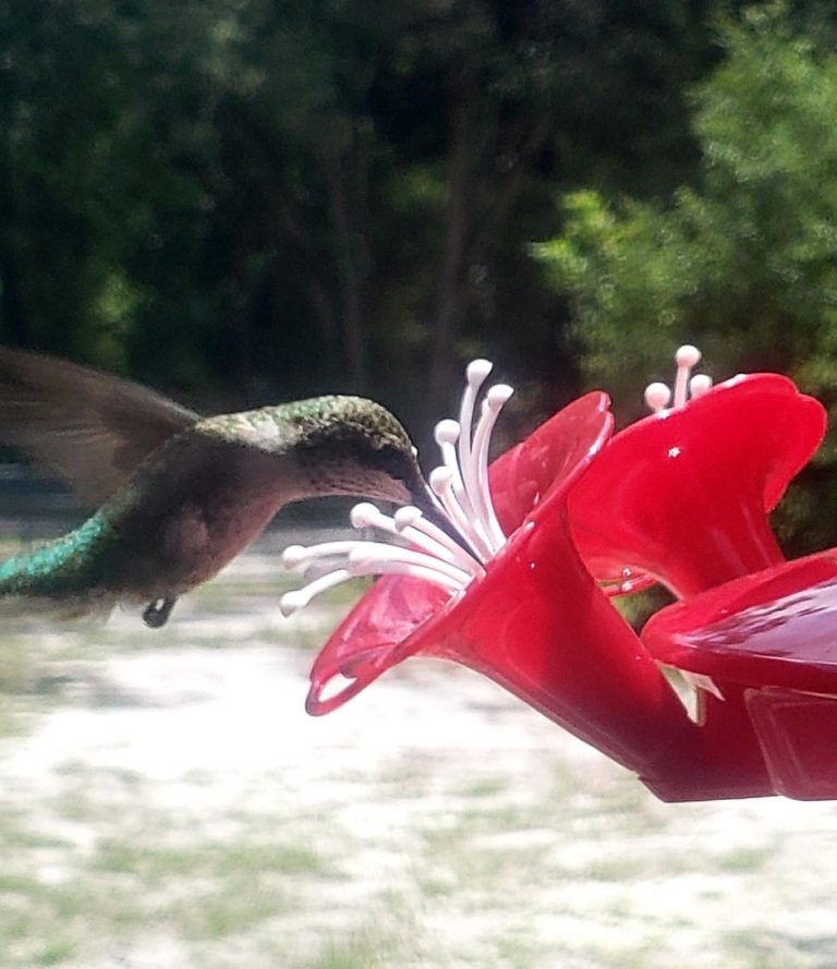 Hummingbird Having Breakfast At Florida Highlands In Dunnellon