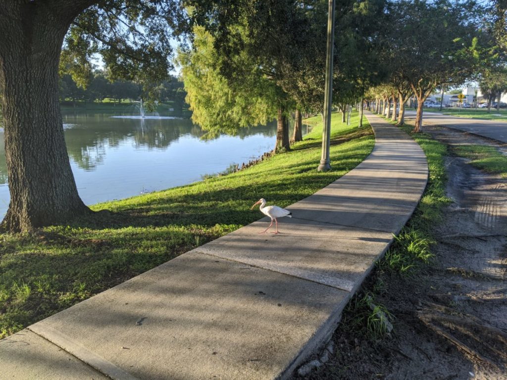 Sidewalks run throughout Tuscawilla Park and Tuscawilla Art Park, with lots of wildlife to observe along the way