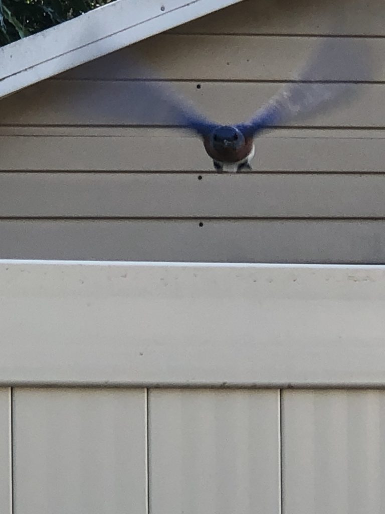 Male Bluebird Protecting Nest