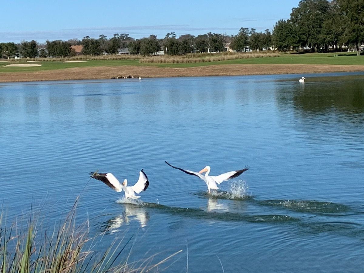 Pelicans At Ocala Preserve Community Lake