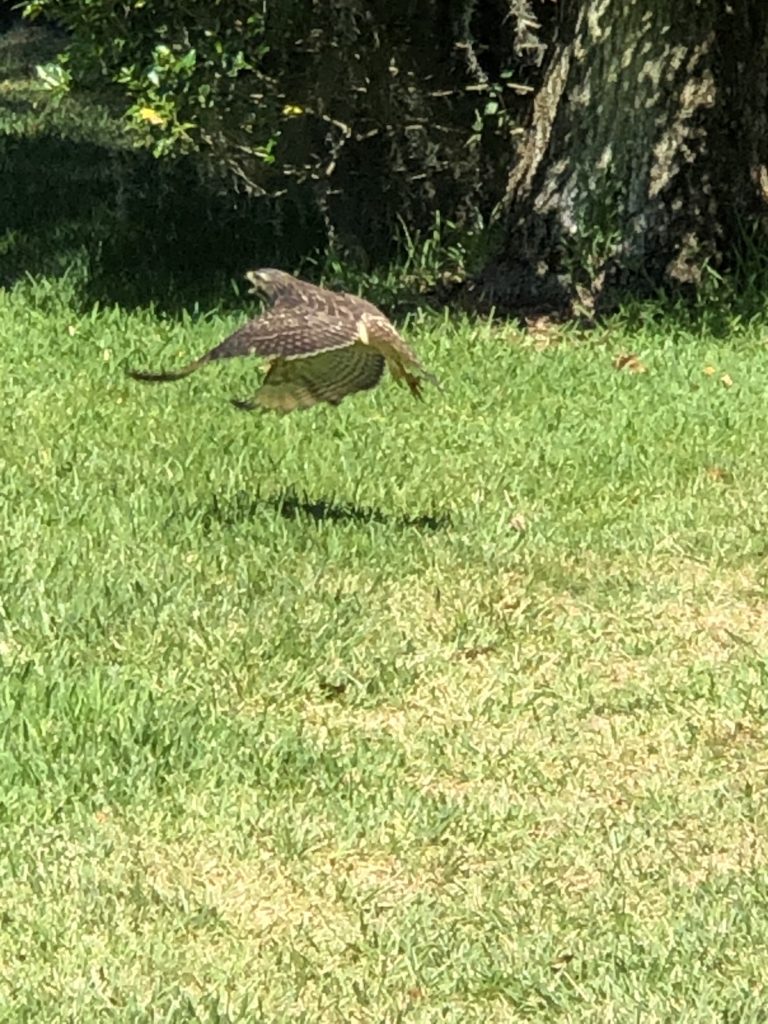 Red-Shouldered Hawk In Flight In Ocala