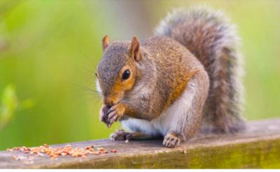 Ocala Park Ranger hosting ‘Day in the Life of a Squirrel’ at Scott Springs Park