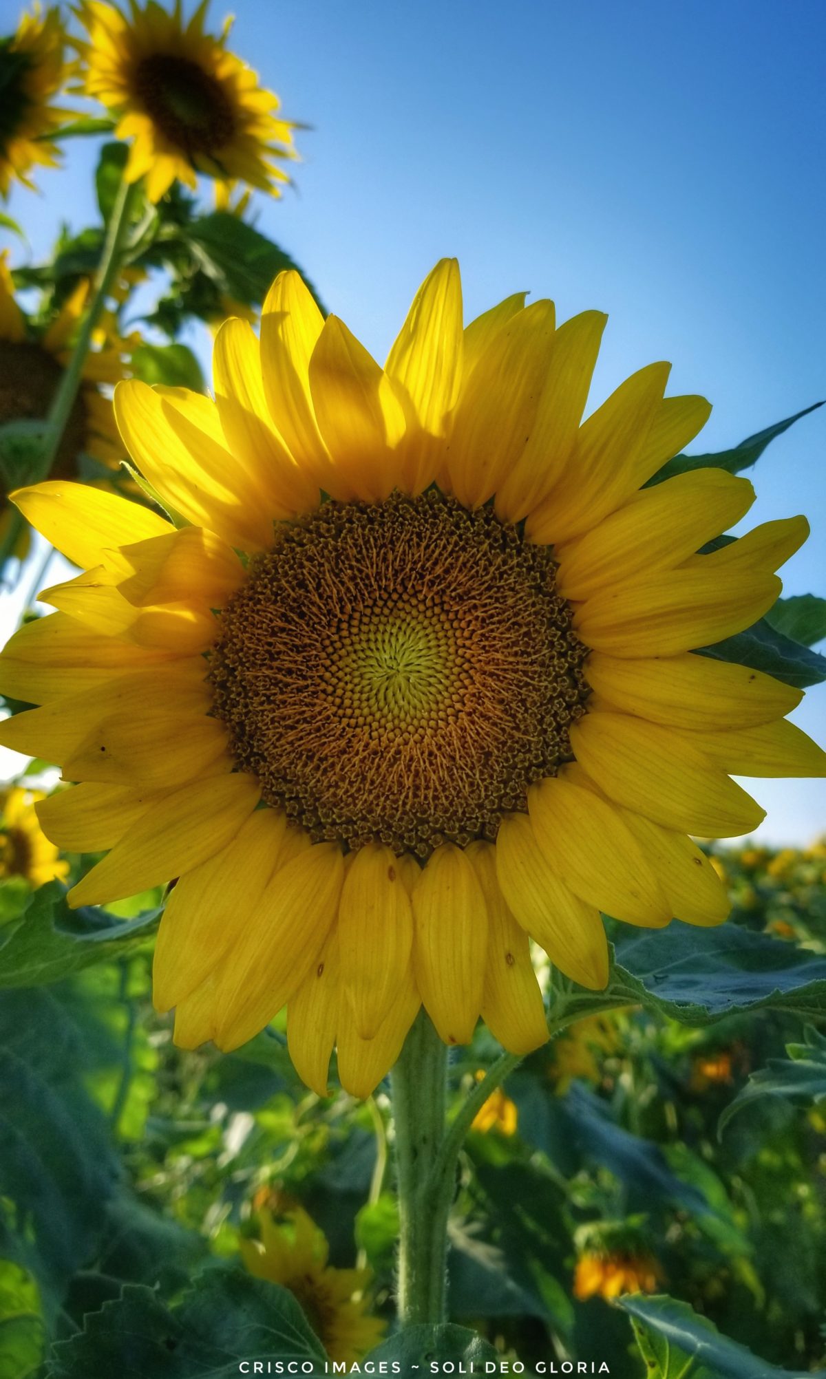 Sunflowers Stealing The Show In Dunnellon