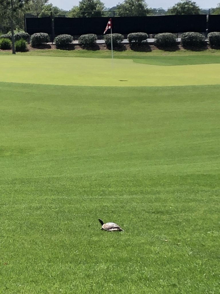 Turtle Heading For The Green At Ocala Preserve