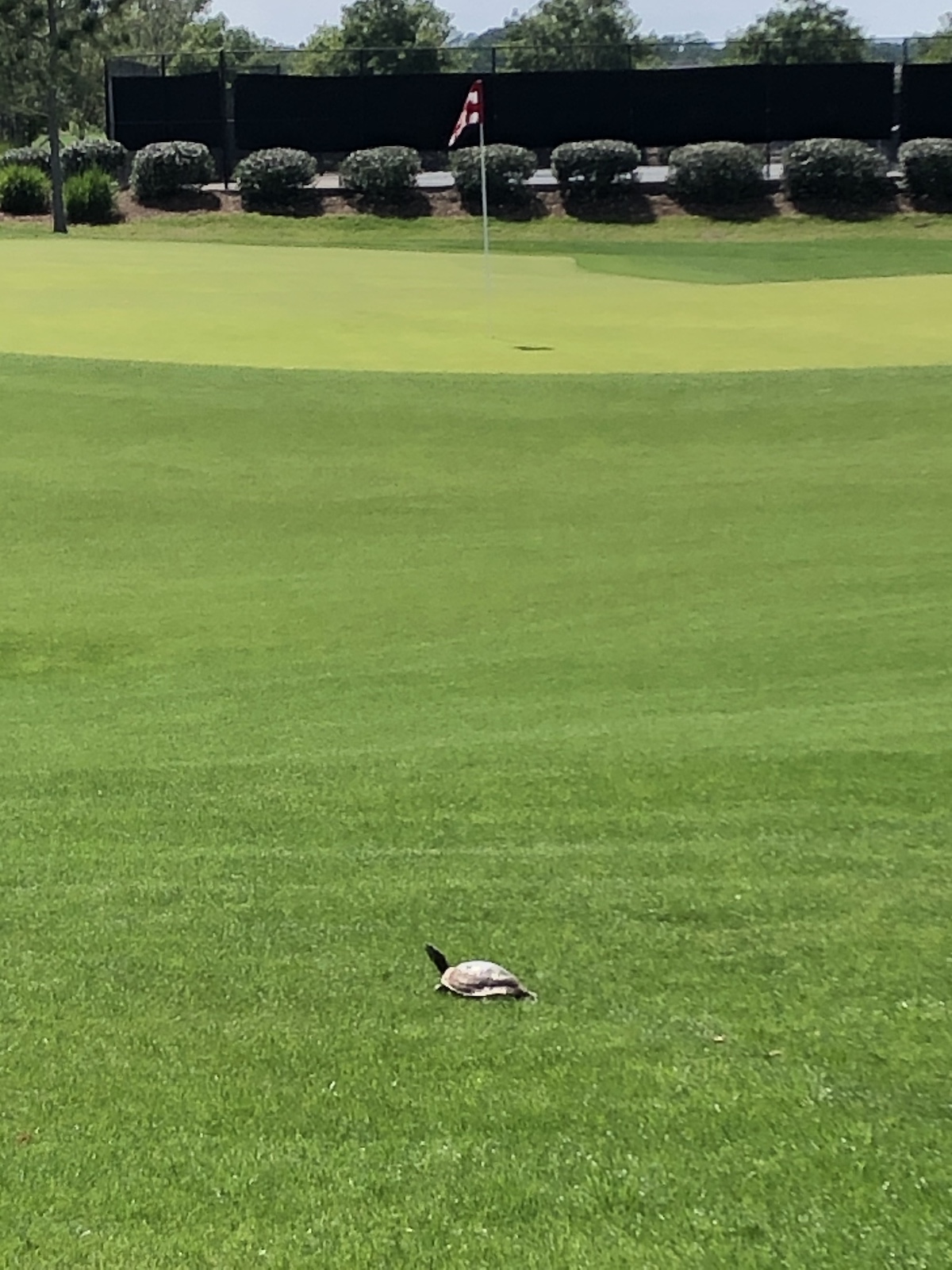 Turtle Heading For The Green At Ocala Preserve