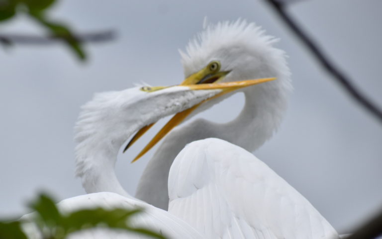 Adult Egret Feeding A Hungry Chick