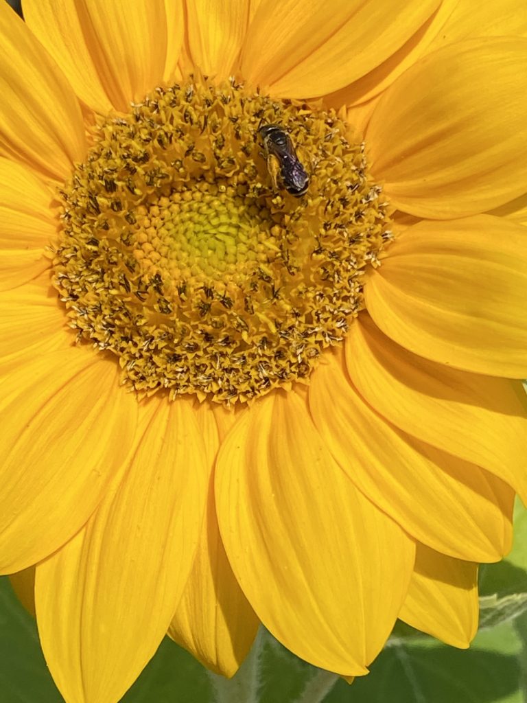 Bees Pollinating Sunflower In Marion County